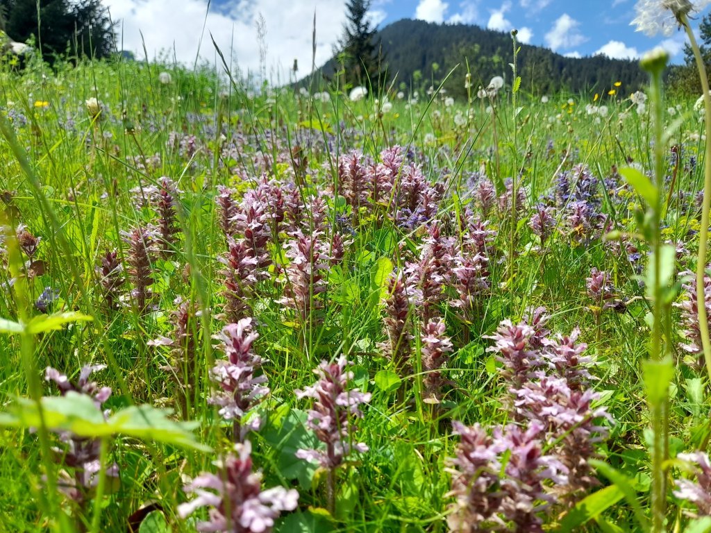 Blühende Bergwiesen entlang des Alvierbachweges